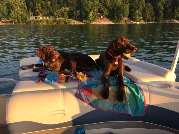 /Images/uploads/Southeast German Shorthaired Pointer Rescue/segspcalendarcontest2018/entries/8766thumb.jpg